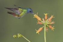 Colibrí de zafiro de cola dorada alimentándose en la planta con flores mientras vuela, de cerca . - foto de stock