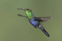 Fork-tailed woodnymph hummingbird hovering wings in flight. — Stock Photo