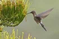 Colibri géant planant des ailes et se nourrissant à la plante à fleurs . — Photo de stock