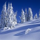 Árvores cobertas de neve e encosta do Monte Elphinstone, Colúmbia Britânica, Canadá . — Fotografia de Stock