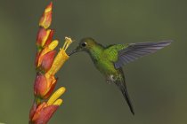 Зелена корона блискуча колібрі харчування на квітці під час польоту, крупним планом . — стокове фото