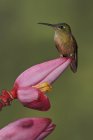 Close-up of fawn-breasted brilliant hummingbird perched on exotic flower in rain forest. — Stock Photo
