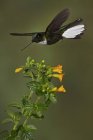 Collier inca colibri se nourrissant de fleurs en vol stationnaire, gros plan . — Photo de stock