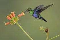 Colorful fork-tailed woodnymph hovering while feeding at flowers in flight. — Stock Photo
