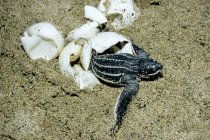 Hatchling of leatherback sea turtle on sandy coast of Trinidad, West Indies — Stock Photo
