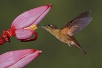 Fawn-breasted brillante colibrí alimentación en exótica planta durante el vuelo . - foto de stock