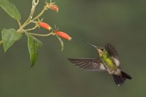Buff-winged starfrontlet volando y alimentándose en la planta con flores en el bosque . - foto de stock
