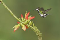 Close-up of green thorntail hummingbird feeding in flight at tropical flowering plant. — Stock Photo