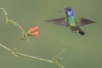 Golden-tailed sapphire hummingbird feeding at flowers while flying in forest. — Stock Photo