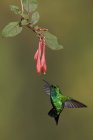 Colibrí esmeralda occidental volando y alimentándose de flores tropicales de la selva tropical . - foto de stock