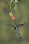 Violet-tailed sylph feeding at a flower while flying in rain forest. — Stock Photo