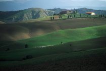 Campagna rurale e terreni agricoli verdi con pecore al pascolo in Toscana, Italia — Foto stock