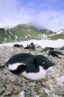 Colonia de anidación de pingüinos Adelie en la isla Paulet, Península Antártica - foto de stock