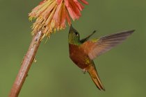 Chestnut-breasted coronet hummingbird feeding at tropical flowers while flying. — Stock Photo