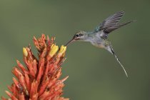 Крупним планом зелений птах колібрі харчується тропічною квіткою під час польоту . — стокове фото
