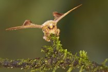 Primo piano di falena esotica appollaiata su ramo nella foresta tropicale . — Foto stock