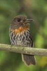 White-whiskered puffbird perched on branch in Ecuador. — Stock Photo