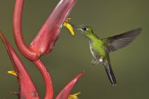 Colibrì brillante coronato verde che si nutre a fiore mentre vola, primo piano . — Foto stock