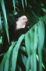 Capuchinho de rosto branco sentado em folhagem verde da floresta na Costa Rica — Fotografia de Stock