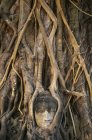 Buddha head entwined in roots of Banyan Tree in Wat Mahathat, Ayuthaya, Thailand, Asia — Stock Photo