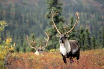 Bulls caribou in autumnal grass of Alaska, USA. — Stock Photo