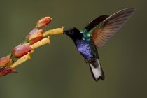 Samt-lila Coronet Kolibri, der sich während des Fluges von der Blume ernährt, Nahaufnahme. — Stockfoto