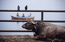 Toro descansando por el borde del Ganges con dos pájaros en la cerca y barco en el fondo, Manikarnika Ghat, Varanasi, India - foto de stock