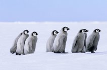 Empereur pingouin poussins marchant sur la neige, Mer de Weddell, Antarctique . — Photo de stock