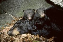 Black bear cubs playing with sleeping female bear in winter den, Pennsylvania, USA — Stock Photo
