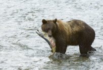 Grizzly bear standing in water with chum salmon caught in Fish Creek of Tongass National Forest, Alaska, United States of America. — Stock Photo