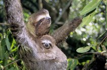Three-toed sloth carrying young animal on mangrove tree in Panama — Stock Photo