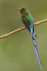 Violet-tailed sylph hummingbird perched on branch in forest. — Stock Photo