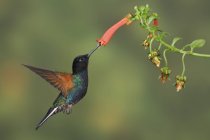 Corona di velluto-viola alimentazione colibrì a fiore durante il volo, primo piano . — Foto stock