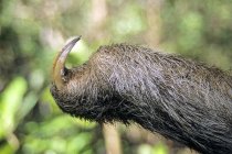Vorderkrallen an blasskehligem Dreizehenfaultier im natürlichen Lebensraum Panamas — Stockfoto