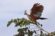 Hoatzin perching on branch with green foliage. — Stock Photo