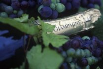 Bottle of champagne with grapes and water drops, close-up — Stock Photo
