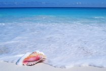 Coquille de conque sur la plage de sable des Caraïbes à Cancun, péninsule du Yucatan, Mexique — Photo de stock