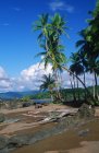 Пляжі з пальмами Дрейк бухти в Національний парк Корковадо, Коста-Ріка — стокове фото
