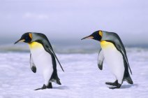 Pingüinos rey caminando sobre la nieve en la llanura de Salisbury, Isla de Georgia del Sur, Océano Atlántico Sur - foto de stock
