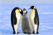 Imperador pinguins cuidando de pintinho, Mar de Weddell, Antártida — Fotografia de Stock