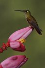 Close-up of fawn-breasted brilliant hummingbird perched on exotic flower in rain forest. — Stock Photo