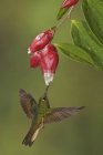 Толстохвостая колибри, кормящая цветы во время полета, крупным планом . — стоковое фото