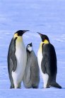 Emperor penguins with chick on snow, Weddell sea, Antarctica. — Stock Photo