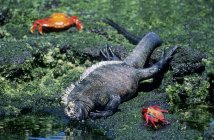 Iguane marin se nourrissant d'algues vertes à marée basse avec des crabes communs, île Fernandina, archipel des Galapagos, Équateur — Photo de stock
