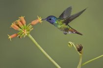 Colibrì zaffiro dalla coda dorata che si nutre di fiori mentre vola nella foresta . — Foto stock