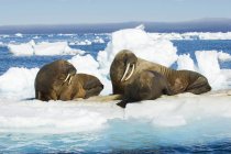 Atlantische Walrossweibchen bummeln auf Packeis, Spitzbergen-Archipel, arktischem Norwegen — Stockfoto