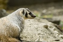 Badger sitting on sandy ground, close-up — Stock Photo