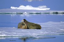 Two Atlantic walruses sparring on pack ice, Svalbard Archipelago, Arctic Norway — Stock Photo