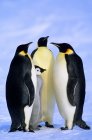 Emperor penguins and chick standing on snow, Weddell Sea, Antarctica. — Stock Photo