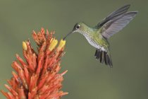 Colibrí con muchas manchas alimentándose en Flowera mientras volaba en la selva tropical . - foto de stock